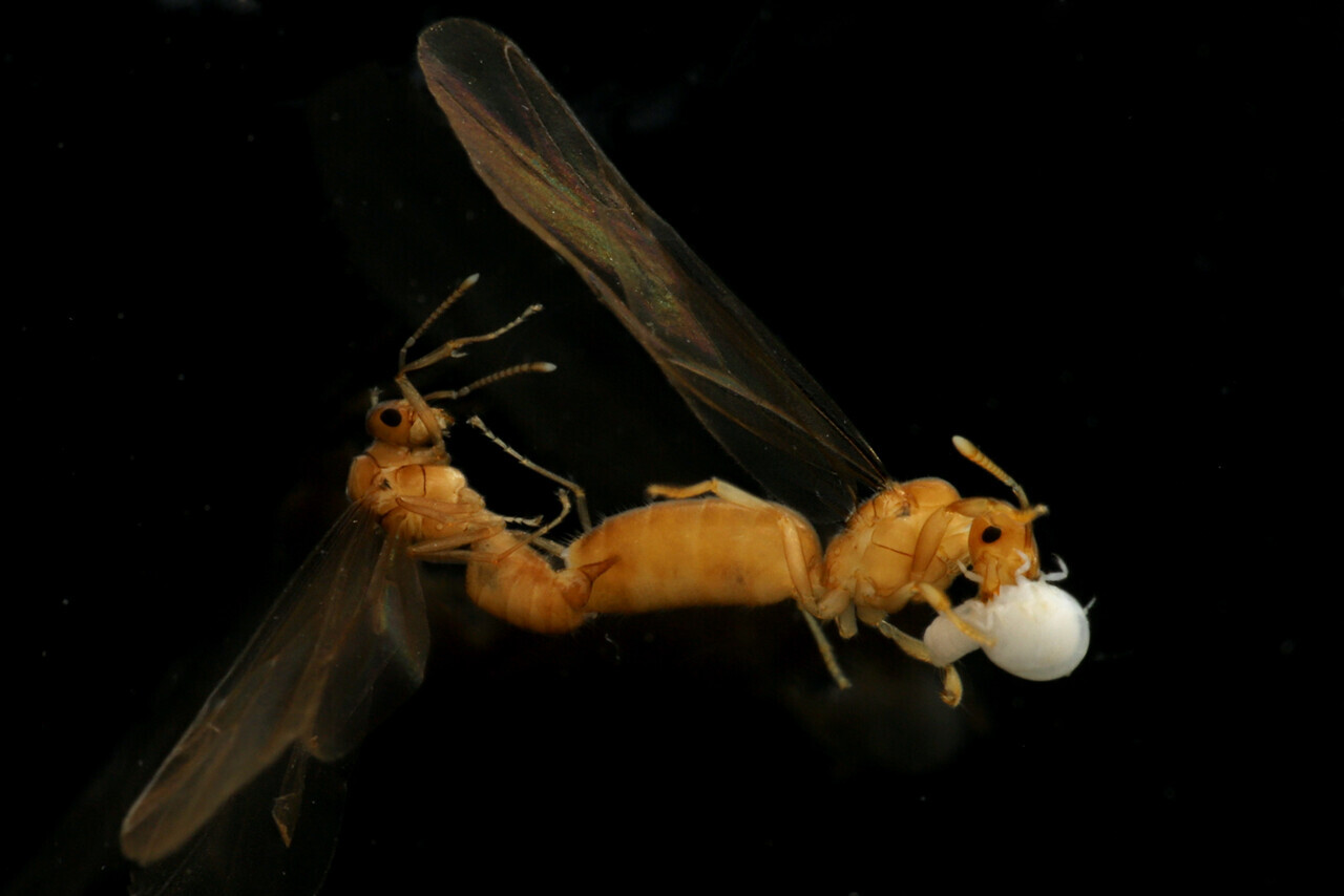 生命の不思議　好蟻性生物の世界