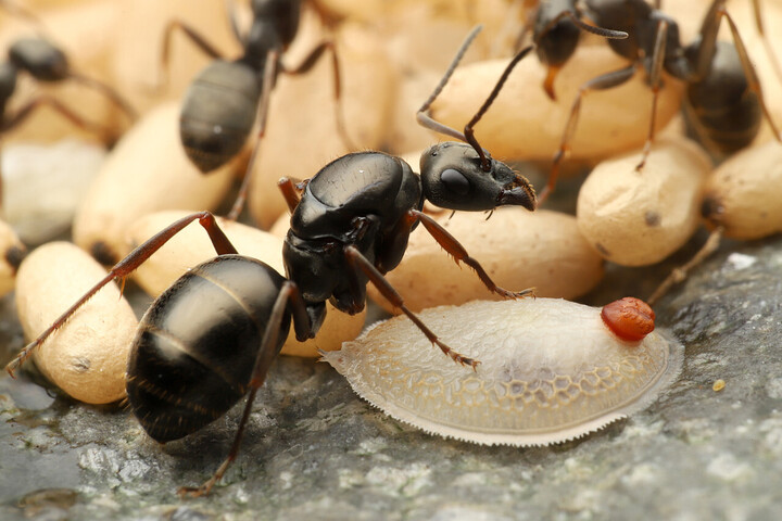 生命の不思議　好蟻性生物の世界