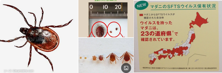 マダニの恐怖　これやばいです